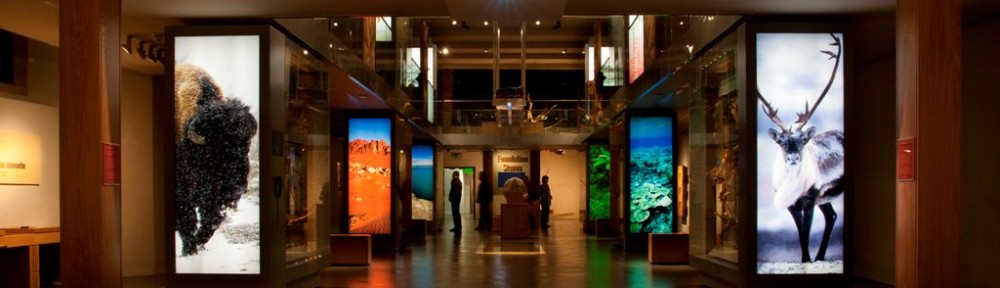 Friends of the Museum of Somerset